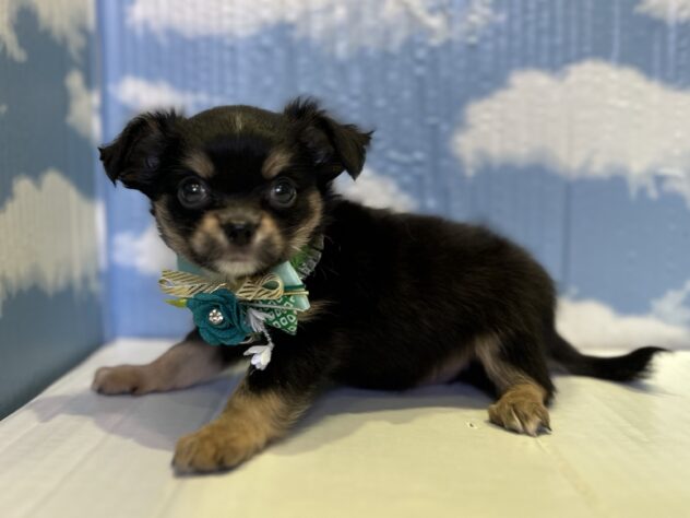 山形県のチワワ(ロング) (アミーゴ山形北店/2025年10月27日生まれ/男の子/ブラックタン)の子犬の2枚目の画像