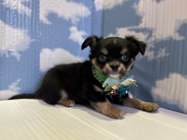 山形県のチワワ(ロング) (アミーゴ山形北店/2025年10月27日生まれ/男の子/ブラックタン)の子犬の3枚目の画像