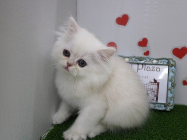 兵庫県のエキゾチック (ペット・プラザ アミーゴ尼崎昭和通店/2025年10月25日生まれ/男の子/クリーム)の子猫の1枚目の画像