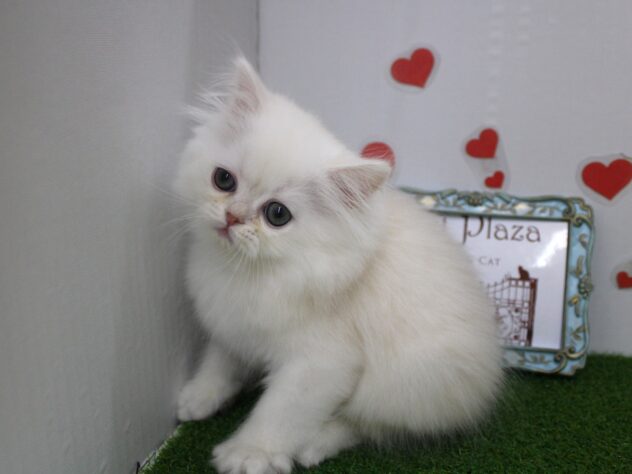 兵庫県のエキゾチック (ペット・プラザ アミーゴ尼崎昭和通店/2025年10月25日生まれ/男の子/クリーム)の子猫の3枚目の画像