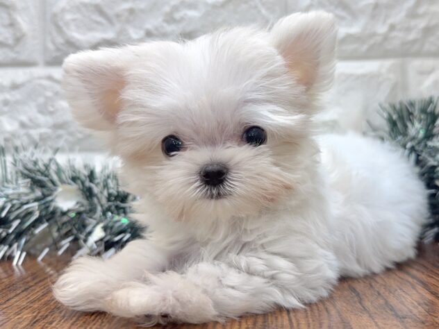 兵庫県のハーフ犬・ミックス犬 (ワンキャラット アミーゴ姫路飾磨店/2025年9月19日生まれ/男の子/ホワイト)の子犬の1枚目の画像