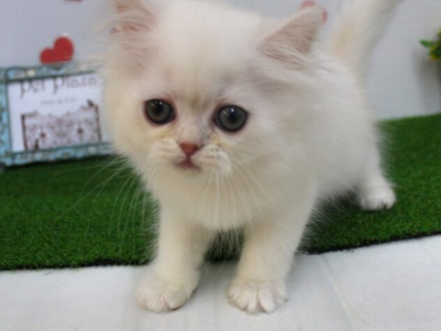 兵庫県のエキゾチック (ペット・プラザ アミーゴ尼崎昭和通店/2025年10月25日生まれ/男の子/クリーム)の子猫の3枚目の画像