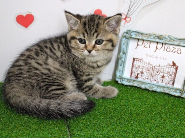 兵庫県のブリティッシュショートヘアー (ペット・プラザ アミーゴ尼崎昭和通店/2025年10月26日生まれ/男の子/ブラウンマッカレルタビーホワイト)の子猫の2枚目の画像