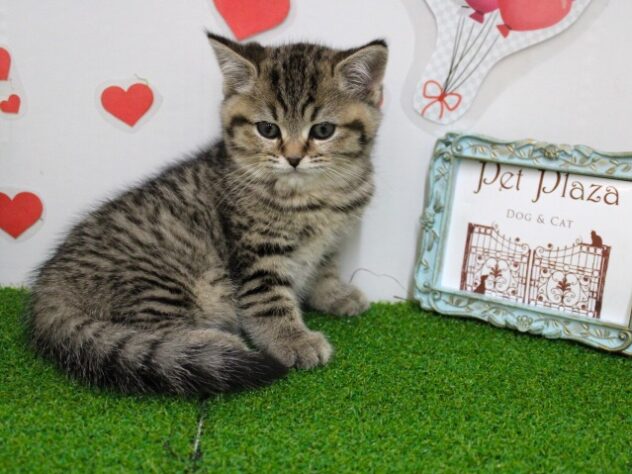 兵庫県のブリティッシュショートヘアー (ペット・プラザ アミーゴ尼崎昭和通店/2025年10月26日生まれ/男の子/ブラウンマッカレルタビーホワイト)の子猫の3枚目の画像