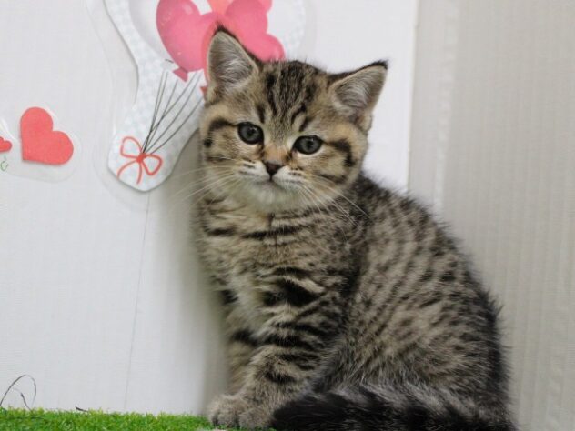 兵庫県のブリティッシュショートヘアー (ペット・プラザ アミーゴ尼崎昭和通店/2025年10月26日生まれ/男の子/ブラウンマッカレルタビーホワイト)の子猫の1枚目の画像