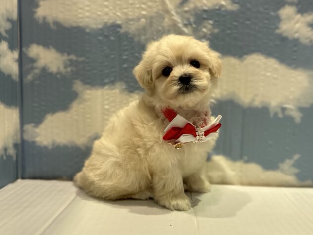 山形県のハーフ犬・ミックス犬 (アミーゴ山形北店/2025年10月28日生まれ/女の子/ホワイト)の子犬の3枚目の画像