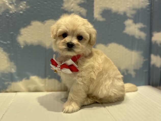 山形県のハーフ犬・ミックス犬 (アミーゴ山形北店/2025年10月28日生まれ/女の子/ホワイト)の子犬の2枚目の画像