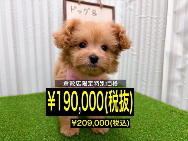 岡山県のハーフ犬・ミックス犬 (アミーゴ倉敷店/2025年10月18日生まれ/女の子/アプリコット)の子犬の1枚目の画像