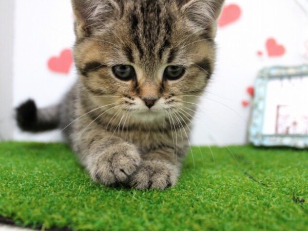 兵庫県のブリティッシュショートヘアー (ペット・プラザ アミーゴ尼崎昭和通店/2025年10月26日生まれ/男の子/ブラウンマッカレルタビーホワイト)の子猫の4枚目の画像