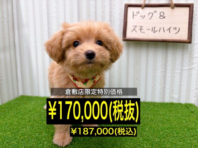 岡山県のハーフ犬・ミックス犬 (アミーゴ倉敷店/2025年10月18日生まれ/女の子/アプリコット)の子犬の1枚目の画像