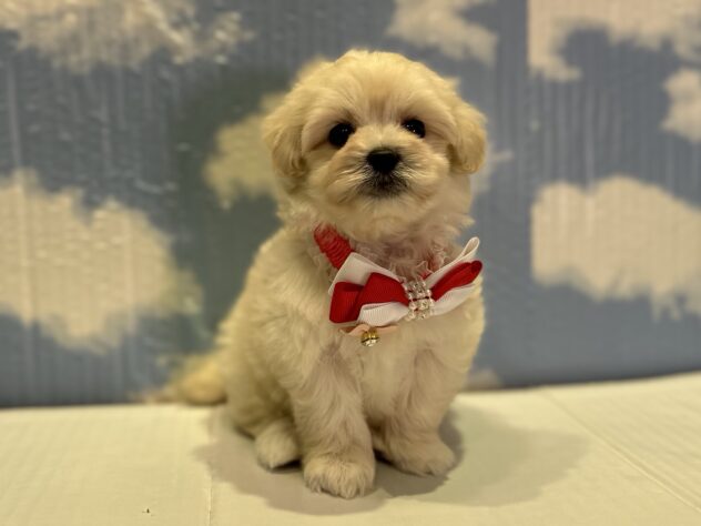 山形県のハーフ犬・ミックス犬 (アミーゴ山形北店/2025年10月28日生まれ/女の子/ホワイト)の子犬の1枚目の画像