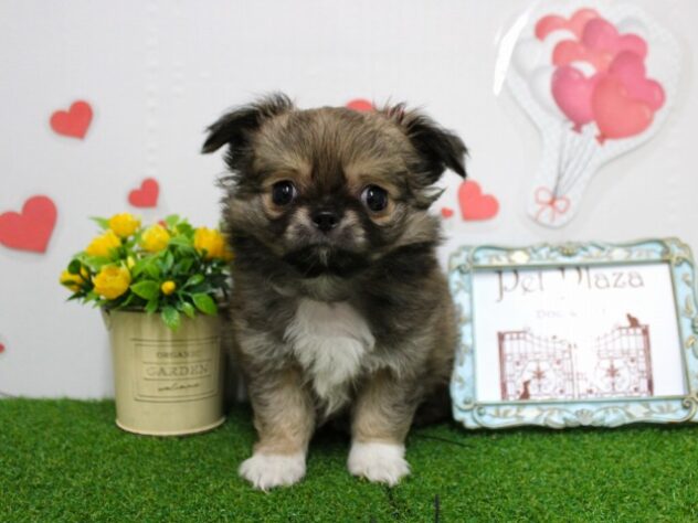 兵庫県のチワワ(ロング) (ペット・プラザ アミーゴ尼崎昭和通店/2025年11月2日生まれ/男の子/フォーンホワイト)の子犬の1枚目の画像