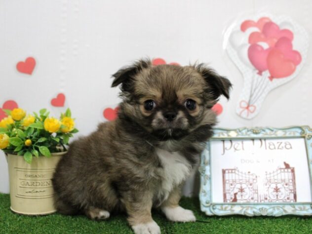 兵庫県のチワワ(ロング) (ペット・プラザ アミーゴ尼崎昭和通店/2025年11月2日生まれ/男の子/フォーンホワイト)の子犬の2枚目の画像