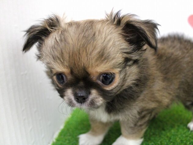 兵庫県のチワワ(ロング) (ペット・プラザ アミーゴ尼崎昭和通店/2025年11月2日生まれ/男の子/フォーンホワイト)の子犬の3枚目の画像