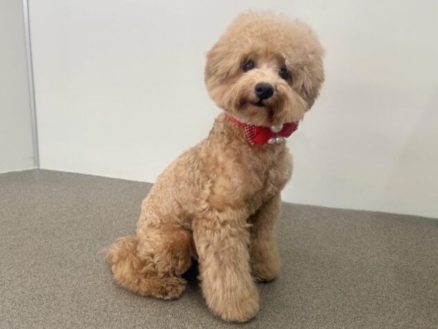 岡山県のトイプードル(トイ) (アミーゴ中庄店/2025年2月22日生まれ/女の子/レッドフォーン)の子犬の4枚目の画像