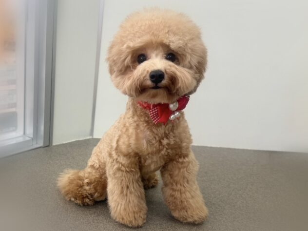 岡山県のトイプードル(トイ) (アミーゴ中庄店/2025年2月22日生まれ/女の子/レッドフォーン)の子犬の3枚目の画像