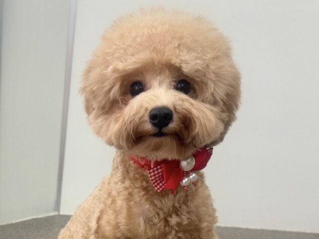 岡山県のトイプードル(トイ) (アミーゴ中庄店/2025年2月22日生まれ/女の子/レッドフォーン)の子犬の2枚目の画像