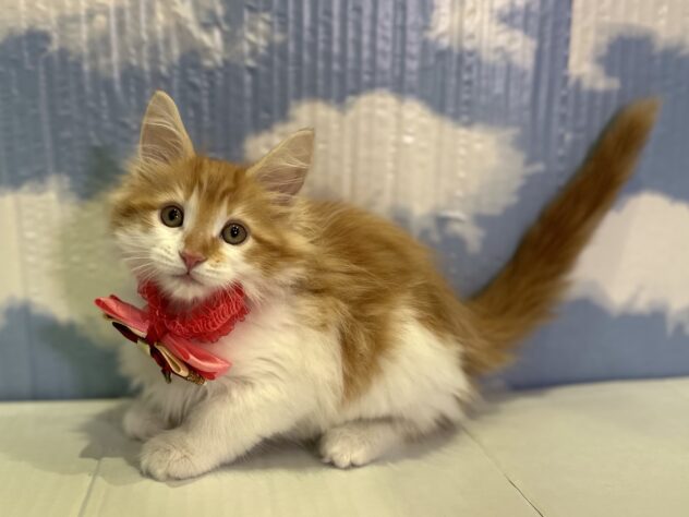 山形県のメインクーン (アミーゴ山形北店/2025年10月19日生まれ/女の子/レッドタビーホワイト)の子猫の2枚目の画像