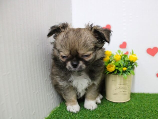 兵庫県のチワワ(ロング) (ペット・プラザ アミーゴ尼崎昭和通店/2025年11月2日生まれ/男の子/フォーンホワイト)の子犬の4枚目の画像