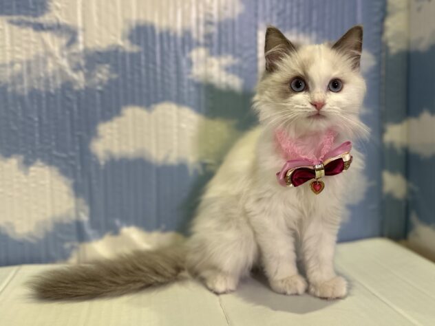 山形県のラグドール (アミーゴ山形北店/2025年9月16日生まれ/女の子/ブルーポイントバイカラー)の子猫の2枚目の画像