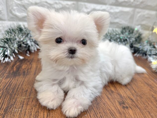 兵庫県のハーフ犬・ミックス犬 (ワンキャラット アミーゴ姫路飾磨店/2025年9月19日生まれ/男の子/ホワイト)の子犬の3枚目の画像