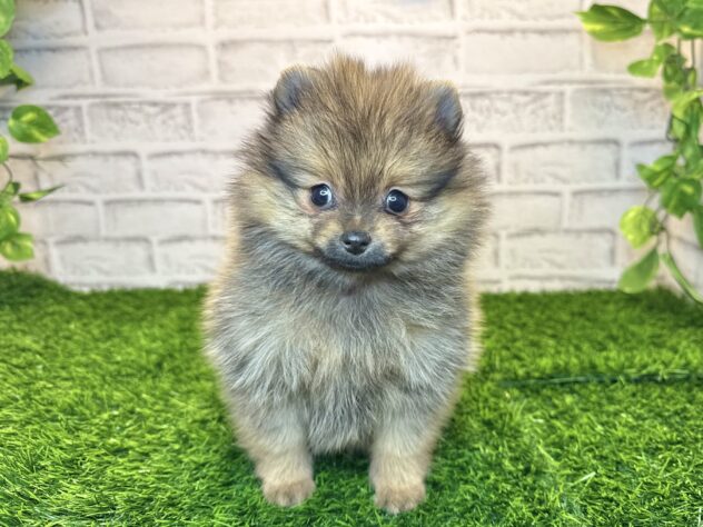 岡山県のポメラニアン (アミーゴ妹尾店/2025年10月28日生まれ/女の子/オレンジ)の子犬