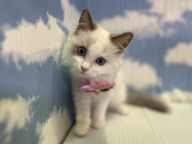 山形県のラグドール (アミーゴ山形北店/2025年9月16日生まれ/女の子/ブルーポイントバイカラー)の子猫の3枚目の画像