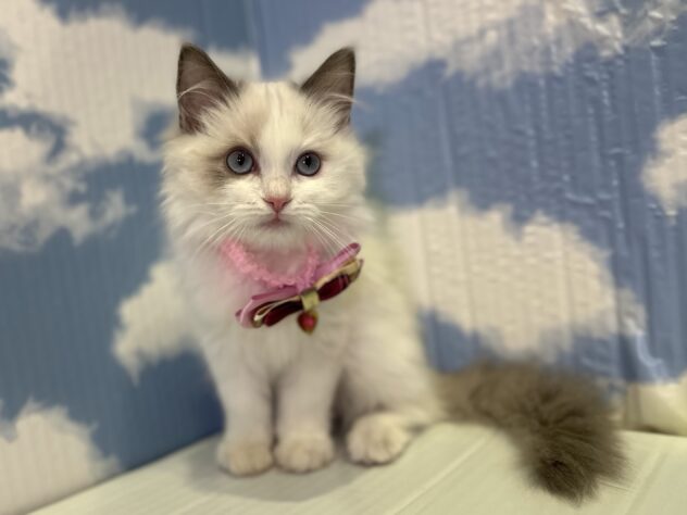 山形県のラグドール (アミーゴ山形北店/2025年9月16日生まれ/女の子/ブルーポイントバイカラー)の子猫の1枚目の画像