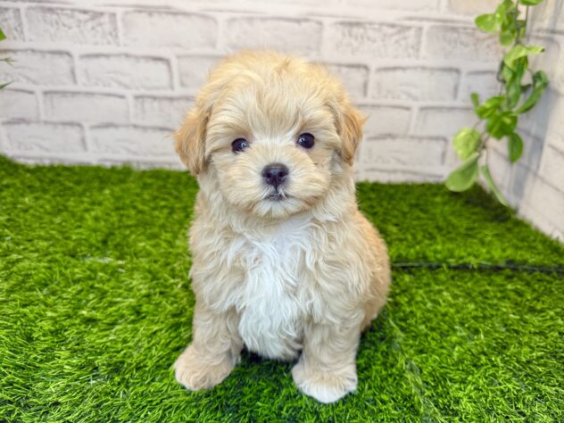 岡山県のハーフ犬・ミックス犬 (アミーゴ妹尾店/2025年10月29日生まれ/男の子/アプリコット)の子犬