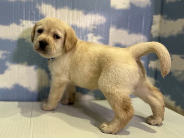 山形県のラブラドールレトリーバー (アミーゴ山形北店/2025年11月1日生まれ/男の子/イエロー)の子犬の3枚目の画像