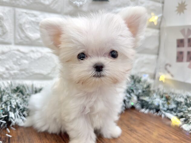 兵庫県のハーフ犬・ミックス犬 (ワンキャラット アミーゴ姫路飾磨店/2025年9月19日生まれ/男の子/ホワイト)の子犬の2枚目の画像