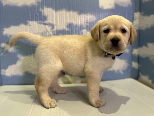 山形県のラブラドールレトリーバー (アミーゴ山形北店/2025年11月1日生まれ/男の子/イエロー)の子犬の2枚目の画像