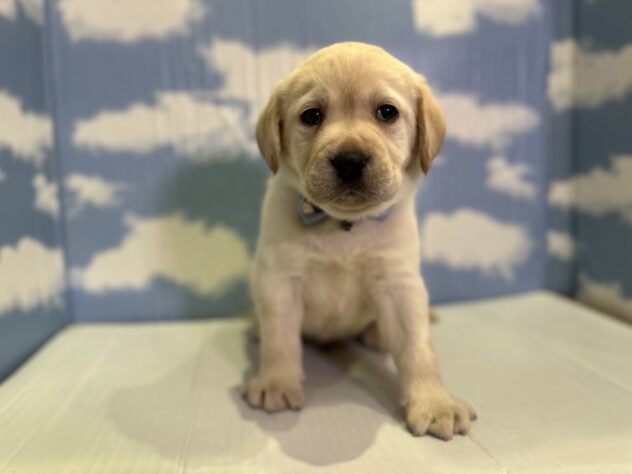 山形県のラブラドールレトリーバー (アミーゴ山形北店/2025年11月1日生まれ/男の子/イエロー)の子犬の1枚目の画像