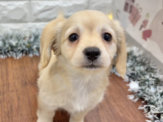 兵庫県のハーフ犬・ミックス犬 (ワンキャラット アミーゴ姫路飾磨店/2025年10月15日生まれ/女の子/クリーム)の子犬の2枚目の画像