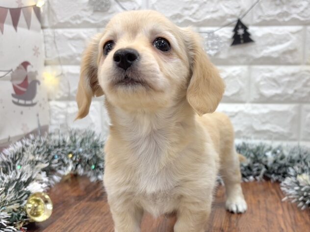 兵庫県のハーフ犬・ミックス犬 (ワンキャラット アミーゴ姫路飾磨店/2025年10月15日生まれ/女の子/クリーム)の子犬の3枚目の画像