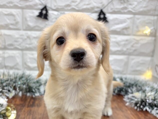 兵庫県のハーフ犬・ミックス犬 (ワンキャラット アミーゴ姫路飾磨店/2025年10月15日生まれ/女の子/クリーム)の子犬の1枚目の画像