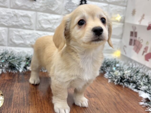 兵庫県のハーフ犬・ミックス犬 (ワンキャラット アミーゴ姫路飾磨店/2025年10月15日生まれ/女の子/クリーム)の子犬の4枚目の画像