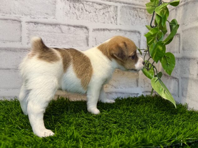 岡山県のジャックラッセルテリア (アミーゴ妹尾店/2025年10月29日生まれ/女の子/タンホワイト)の子犬の2枚目の画像