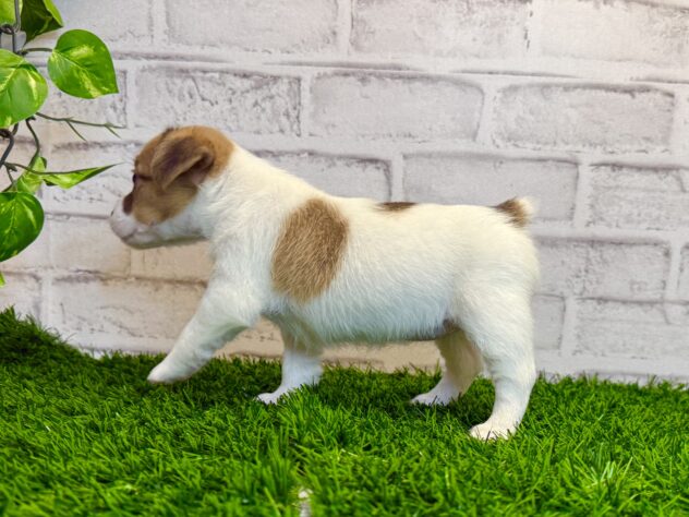 岡山県のジャックラッセルテリア (アミーゴ妹尾店/2025年10月29日生まれ/女の子/タンホワイト)の子犬の3枚目の画像