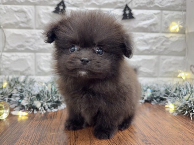 兵庫県のハーフ犬・ミックス犬 (ワンキャラット アミーゴ姫路飾磨店/2025年10月24日生まれ/女の子/ブラック)の子犬の4枚目の画像