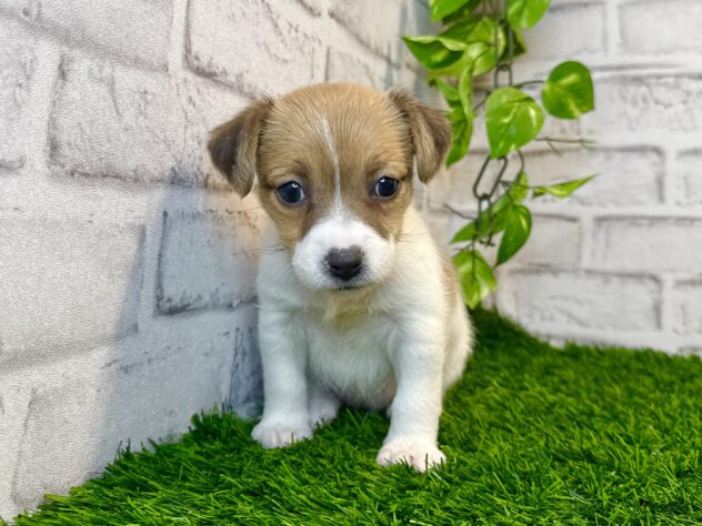 岡山県のジャックラッセルテリア (アミーゴ妹尾店/2025年10月29日生まれ/女の子/タンホワイト)の子犬の1枚目の画像