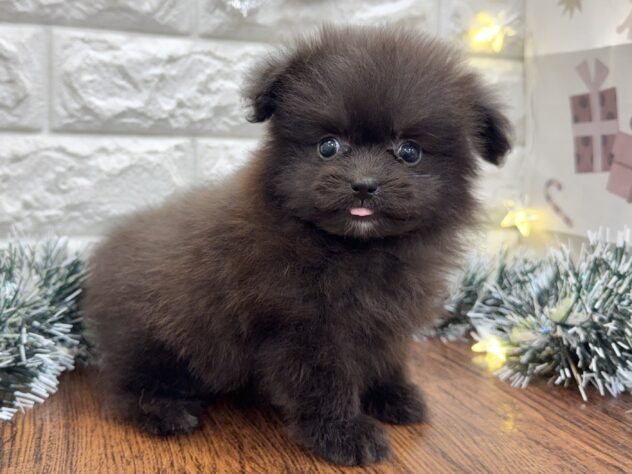 兵庫県のハーフ犬・ミックス犬 (ワンキャラット アミーゴ姫路飾磨店/2025年10月24日生まれ/女の子/ブラック)の子犬の2枚目の画像