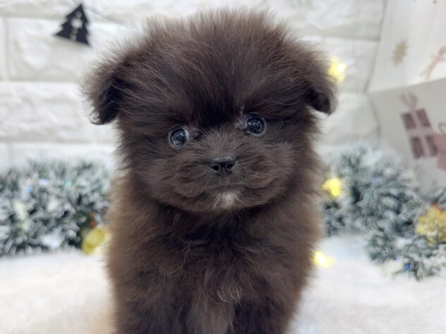 兵庫県のハーフ犬・ミックス犬 (ワンキャラット アミーゴ姫路飾磨店/2025年10月24日生まれ/女の子/ブラック)の子犬の1枚目の画像