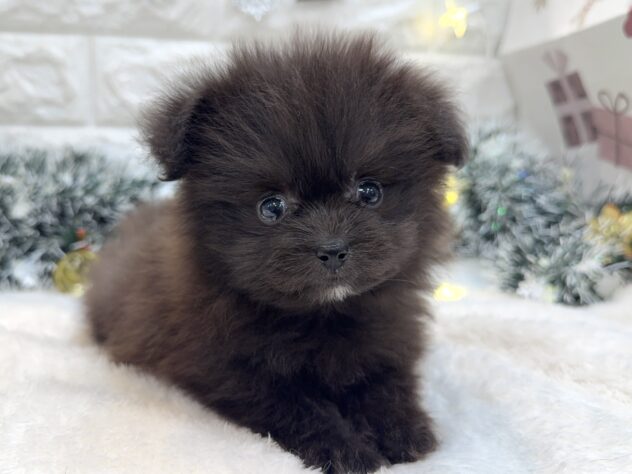 兵庫県のハーフ犬・ミックス犬 (ワンキャラット アミーゴ姫路飾磨店/2025年10月24日生まれ/女の子/ブラック)の子犬の3枚目の画像