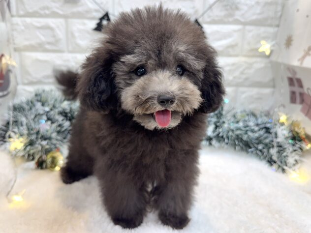 兵庫県のトイプードル(トイ) (ワンキャラット アミーゴ姫路飾磨店/2025年9月17日生まれ/男の子/グレー(旧シルバー))の子犬の2枚目の画像