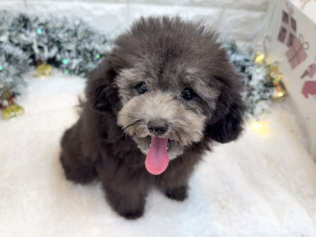 兵庫県のトイプードル(トイ) (ワンキャラット アミーゴ姫路飾磨店/2025年9月17日生まれ/男の子/グレー(旧シルバー))の子犬の4枚目の画像