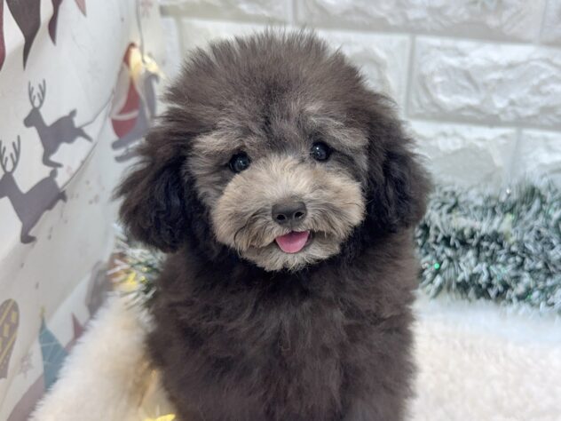 兵庫県のトイプードル(トイ) (ワンキャラット アミーゴ姫路飾磨店/2025年9月17日生まれ/男の子/グレー(旧シルバー))の子犬の1枚目の画像