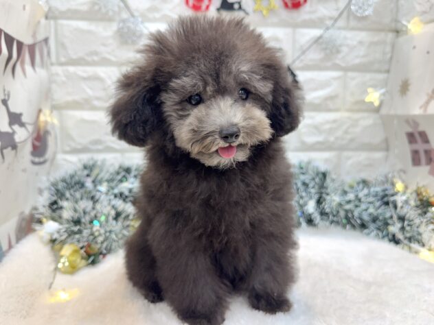 兵庫県のトイプードル(トイ) (ワンキャラット アミーゴ姫路飾磨店/2025年9月17日生まれ/男の子/グレー(旧シルバー))の子犬の3枚目の画像