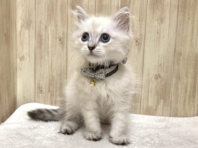 広島県のサイベリアン (アミーゴ東深津店/2025年9月9日生まれ/男の子/ブルーリンクスポイント)の子猫の2枚目の画像