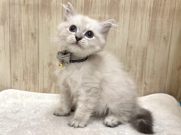 広島県のサイベリアン (アミーゴ東深津店/2025年9月9日生まれ/男の子/ブルーリンクスポイント)の子猫の4枚目の画像